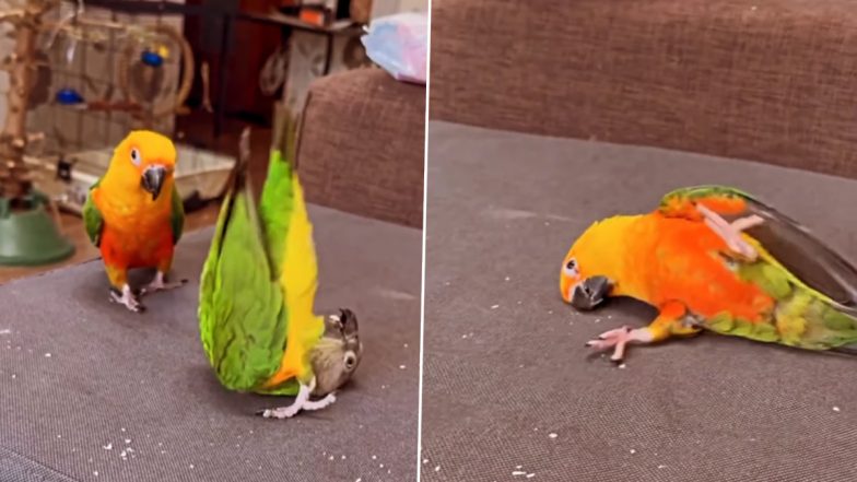 Parrot Stunt Video: खाने की लालच में दो कलरफुल तोते ने दिखाया गजब का स्टंट, वीडियो देख भड़के यूजर्स