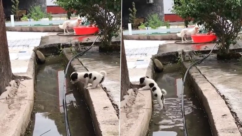 Viral Video: नाला पार करने की कोशिश करता दिखा पिल्ला, वीडियो में देखिए कैसे हुआ कामयाब