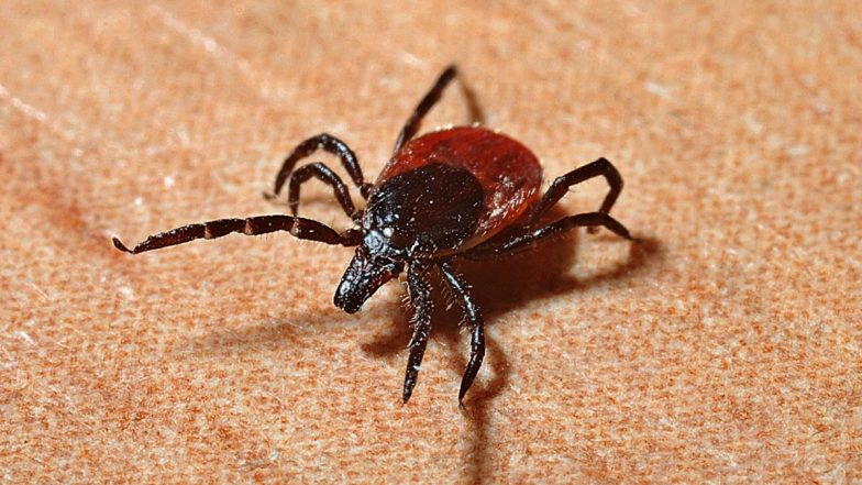 Powassan Virus: अमेरिका में पोवासन वायरस से एक की मौत, जानें इसके कारण, लक्षण और बचाव के तरीके