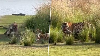 पानी पीकर नदी से लौट रहे थे हिरण, तभी घात लगाए बाघ ने कर दिया अटैक और... (Watch Viral Video)