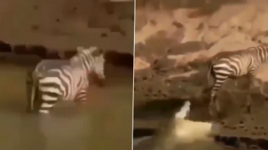 जेब्रा का शिकार करने के लिए मगरमच्छ ने जबड़ा खोलकर मारा झपट्टा, लेकिन हाथ से निकल गया निवाला (Watch Viral Video)