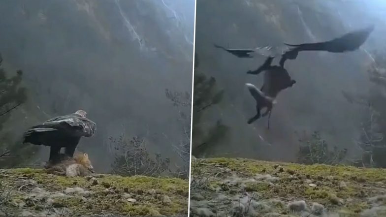 Shocking: पूरी तरह से विकसित लोमड़ी को ले उड़ा बाज़, देखें दिल दहला देने वाला वीडियो
