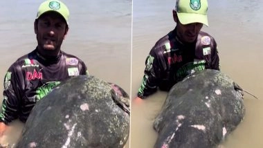 'Largest-Ever' Catfish Caught in Italy Video: इटली में पकड़ी गई 'अब तक की सबसे बड़ी कैटफिश, 9 फुट की मछली देख रह जाएंगे दंग