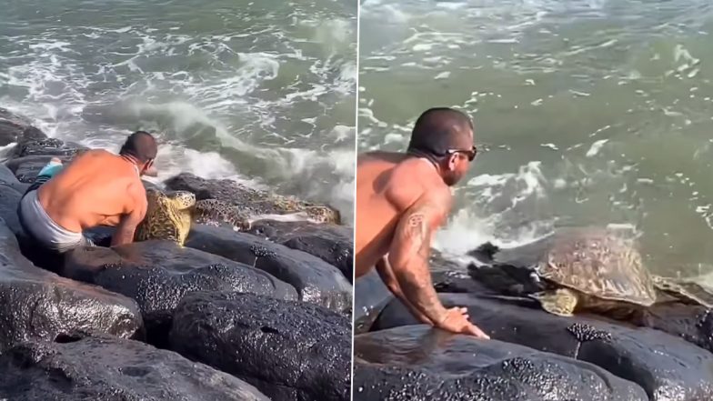 Man Risks life to Rescue Turtle: पत्थरों के बीच फंसे विशाल कछुए को निकालने के लिए शख्स ने जोखिम में डाली जान, देखें वायरल वीडियो