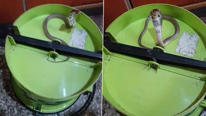 Cobra in the Dustbin: कचरे के डिब्बे में छिपकर बैठा था खतरनाक कोबरा, वीडियो देख हो जाएगी हालत खराब