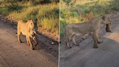 Lioness Carries Cub in Mouth: दक्षिण अफ्रीका के क्रुगर नेशनल पार्क में ट्रैफिक के बीच अपने बच्चे को मुंह में लेकर चलती दिखी, देखें वीडियो