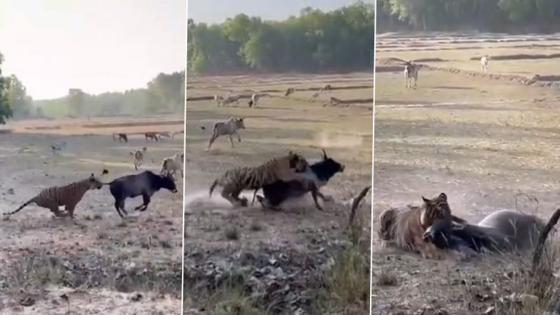Viral Video: घास चर रही गाय पर शेर ने किया खतरनाक वार, एक झटके में दम घोटकर मारा