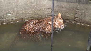 Leopard Rescued From Deep Well: महाराष्ट्र वन विभाग द्वारा नर तेंदुए को गहरे कुएं से बचाया गया, देखें वीडियो