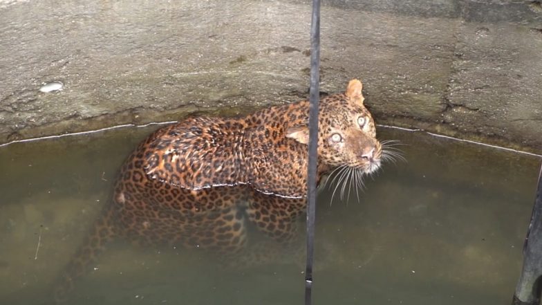 Leopard Rescued From Deep Well: महाराष्ट्र वन विभाग द्वारा नर तेंदुए को गहरे कुएं से बचाया गया, देखें वीडियो
