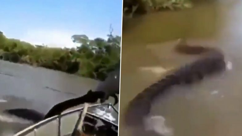 Huge Anaconda Video: फिशरमैन को नदी में मिला विशाल एनाकोंडा, देखें दिल दहला देने वाला वीडियो