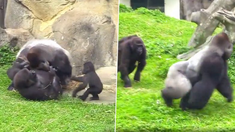 Viral Video: मां को बचाने के लिए लड़ाई के बीच में कूदा बेबी गोरिल्ला, देखें वायरल वीडियो