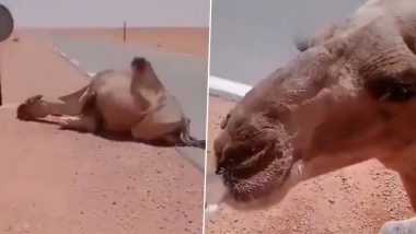 Kind Driver Gives Water to Thirsty Camel: गर्मी से बेहाल ऊंट की निकलने वाली थी जान, दयालु शख्स ने पानी पिलाकर दी ज़िन्दगी, देखें वीडियो