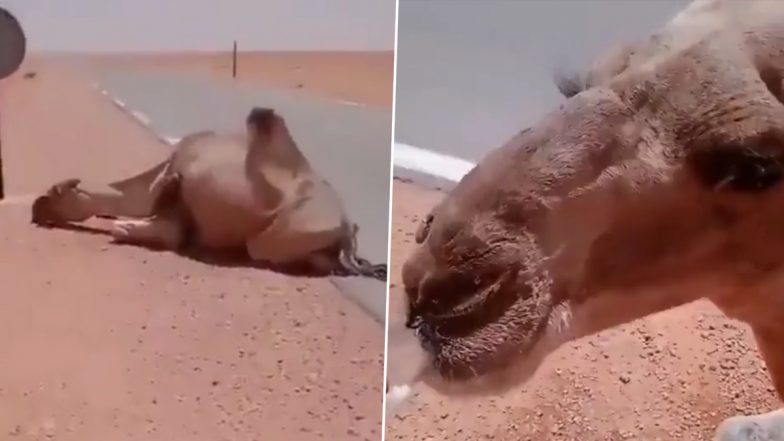 Kind Driver Gives Water to Thirsty Camel: गर्मी से बेहाल ऊंट की निकलने वाली थी जान, दयालु शख्स ने पानी पिलाकर दी ज़िन्दगी, देखें वीडियो