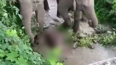 Mother Elephant Tries to Revive Her Dead Calf: मृत बछड़े को जिंदा करने की कोशिश करती मां हथिनी, दिल दहला देने वाला वीडियो वायरल