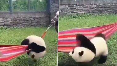 Baby Panda Cute Video: झूले में चढ़ने की कोशिश में बार- बार गिर गया बेबी पांडा, क्यूट वीडियो देख बन जाएगा दिन