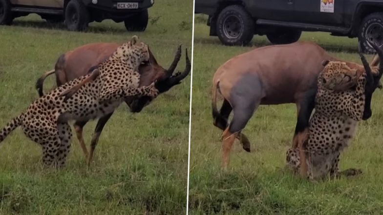 Cheetah and Deer Fight: हिरण का शिकार करने की कोशिश कर रहा था चीता, ऐसे पीटकर भगाया