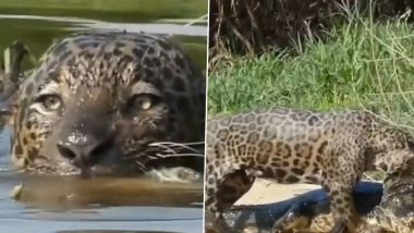 Jaguar Hunting Crocodile: जगुआर ने तालाब में घुसकर पानी के शिकारी मगरमच्छ को बनाया अपना निवाला, देखें वायरल वीडियो