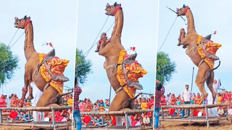 Dancing Camel Video: क्या आपने कभी ऊंट को दोनों पैर उठाकर नाचते हुए देखा है? अगर नहीं तो यहां देखें