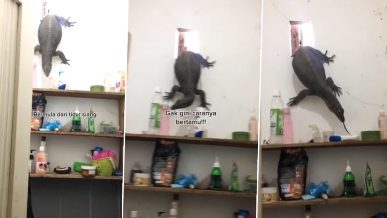Giant Lizard Entered The Toilet: बाथरूम में नहा रही थी लड़की, अचानक खुली दीवार से उतर आई विशाल छिपकली, देखें वीडियो