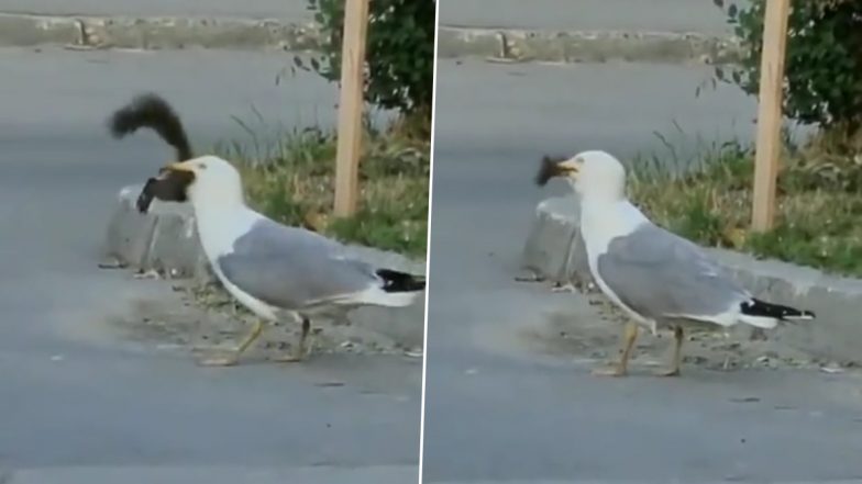 Seagull Swallows Squirrel: पलक झपकते ही सिगल ने खायी पूरी गिलहरी, देखें भयानक वीडियो
