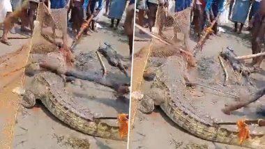 Crocodile Beaten to Death: बिहार में मगरमच्छ ने एक बच्चे को मारा, गुस्साए लोगों ने जानवर को लाठियों से पीट-पीटकर मार डाला, देखें वीडियो