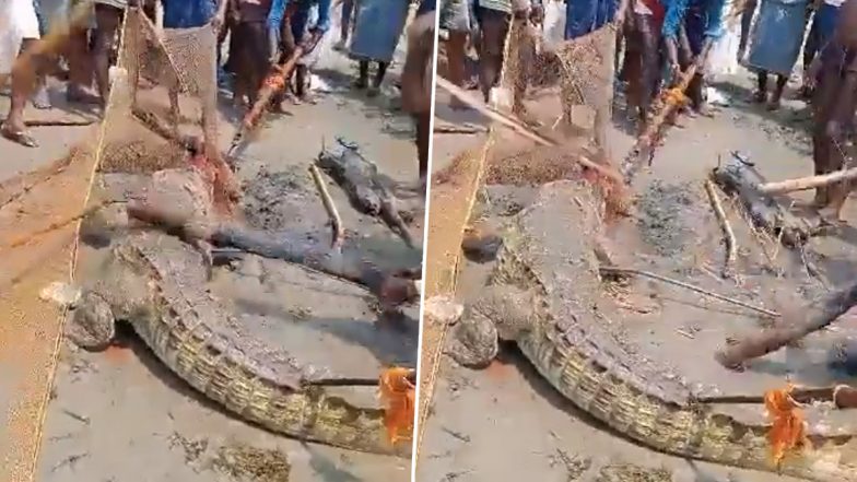 Crocodile Beaten to Death: बिहार में मगरमच्छ ने एक बच्चे को मारा, गुस्साए लोगों ने जानवर को लाठियों से पीट-पीटकर मार डाला, देखें वीडियो