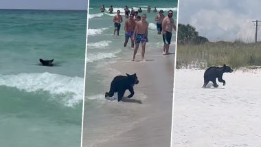 Black Bear Spotted on Florida Beach: फ्लोरिडा बीच पर स्विमिंग करते हुए देखा गया काला भालू, इंटरनेट लोग हैरान