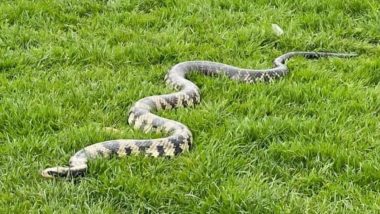 Man Brings 20 Pet Snakes to in Public Park: शख्स  पब्लिक पार्क में सनबाथ के लिए ले आया 20 पालतू सांप, दहशत में लोग