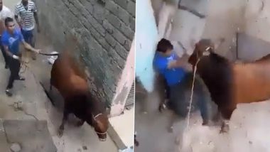 Viral Video: गाय को हल्के में लेने की कर दी गलती, लात-घूसे मारने से गुस्साई गौ माता ने जमीन पर उठाकर पटका
