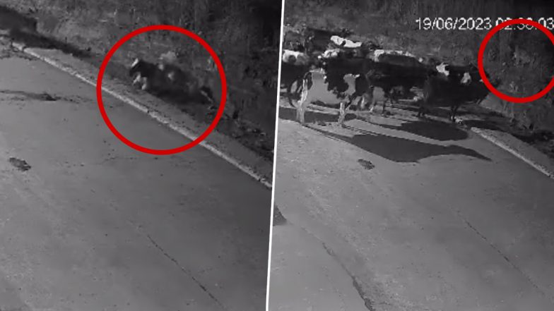 Viral Video: अकेली गाय को देख खूंखार बाघ ने किया हमला, फिर गायों के झुंड ने मिलकर ऐसे सिखाया सबक