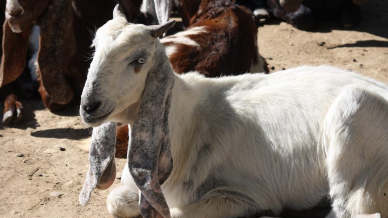 MP Wakf Board Guidelines For Bakrid: बकरीद को लेकर मध्य प्रदेश वक्फ बोर्ड ने जारी किए गाइडलाइन, लोगों से की खास ये अपील