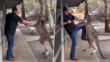 Viral Video: ऑस्ट्रेलिया के चिड़ियाघर में कंगारू ने पर्यटक को बनाया निशाना, शख्स पर जमकर बरसाए थप्पड़