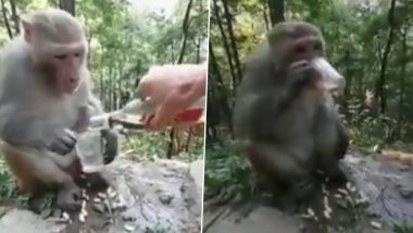 Viral Video: शराब पीते बंदर का वीडियो देख चकराया लोगों दिमाग, बोले- आदिपुरुष देखकर आया, सिरदर्द कर रहा है दूर