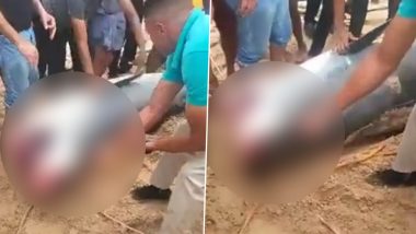 Shark Beaten to Death in Egypt Videos: रूसी पर्यटक को लाल सागर में जिंदा खाने वाली टाइगर शार्क से लोगों ने लिया बदला; पीट-पीट कर की हत्या