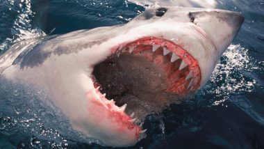 Shark Attack: मैक्सिकन समुद्र तट पर तैर रही महिला का शार्क ने खाया पैर, ज्यादा खून बह जाने से हुई मौत