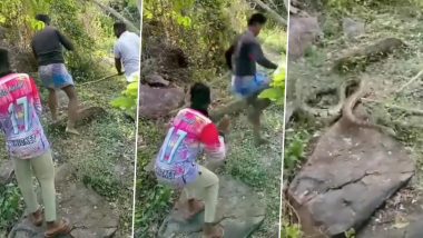 Python Viral Video: अजगर को पकड़ने निकली थी युवाओं की टोली, सांप को देखते ही उल्टे पांव भागने को हुए मजबूर