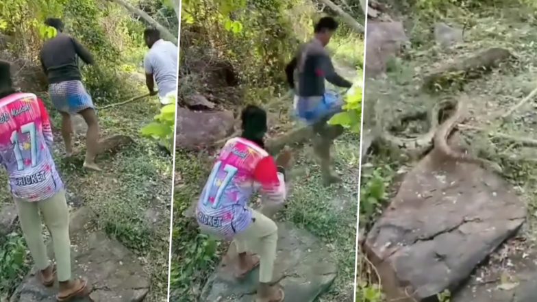 Python Viral Video: अजगर को पकड़ने निकली थी युवाओं की टोली, सांप को देखते ही उल्टे पांव भागने को हुए मजबूर