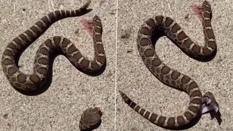 Shocking Video: सिर कटने के बाद अपनी ही बॉडी को काटने लगे नागराज, वायरल वीडियो देख सहम जाएंगे आप