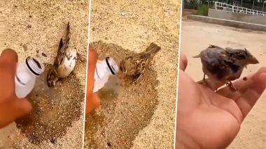 भीषण गर्मी में प्यास से तड़प रही थी नन्ही गौरैया, शख्स ने पानी पिलाकर बचाई चिड़िया की जान (Watch Viral Video)
