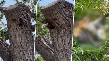 चिड़िया के बच्चों पर हमला करने के लिए घोंसले में घुसा सांप, मां पक्षी ने जान पर खेलकर ऐसे निकाला नागराज को बाहर (Watch Viral Video)