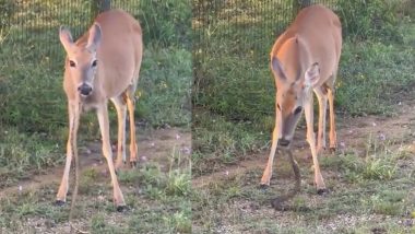 Deer Eating Snake: सांप खाने वाले हिरण का वीडियो वायरल, नेटिजन्स बोले- घोर कलियुग चल रहा!