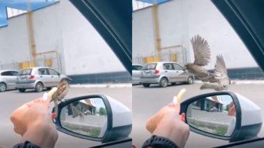 नन्ही चिड़िया की दादागिरी, पहले दूसरे पक्षी को धक्का मारकर गिराया, फिर छीन लिया उसका खाना (Watch Viral Video)