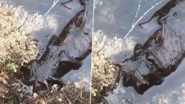 Viral Video: घर के बैकयार्ड में झील के पास दिखा रहस्यमय जीव, नजारा देखकर उड़े लोगों के होश