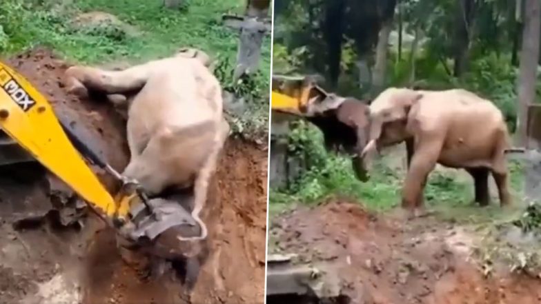 Viral Video: गड्ढे में फंसा नन्हा हाथी, जेसीबी की मदद से किया गया रेस्क्यू तो गजराज ने खास अंदाज में दिया धन्यवाद