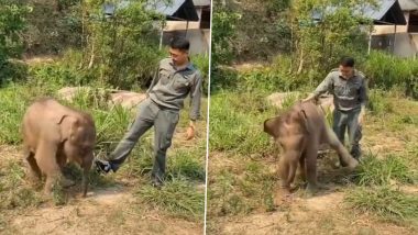 Viral Video: नन्हे हाथी की अटखेलियां, साइड किक मारकर शख्स के साथ खेलते गजराज का मनमोहक वीडियो हुआ वायरल