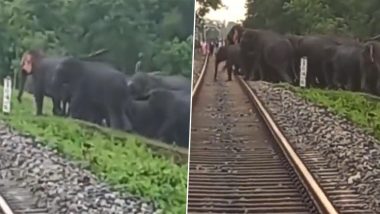 हाथियों के लिए अब रेल की पटरी पार करना हुआ आसान, वन विभाग ने सुरक्षा के लिए ट्रैक के पास किया खास इंतजाम (Watch Video)