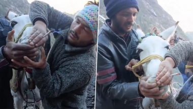 केदारनाथ धाम में जानवर के साथ अत्याचार, दो लोगों ने घोड़े को जबरन कराई स्मोकिंग (Watch Viral Video)