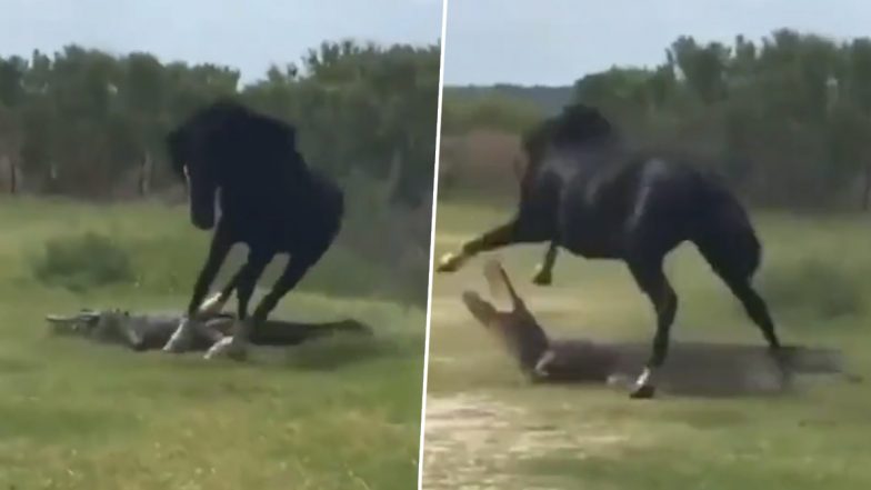 Viral Video: मैदान से भागने के चक्कर में घोड़े ने ले लिया मगरमच्छ से पंगा, जबड़ा खोलकर पानी के शिकारी ने किया अटैक