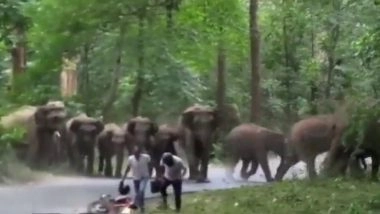 Viral Video: अचानक सड़क पर आ गया हाथियों का झुंड, दहशत में गिर गए बाइक सवार, भागकर बचाई जान