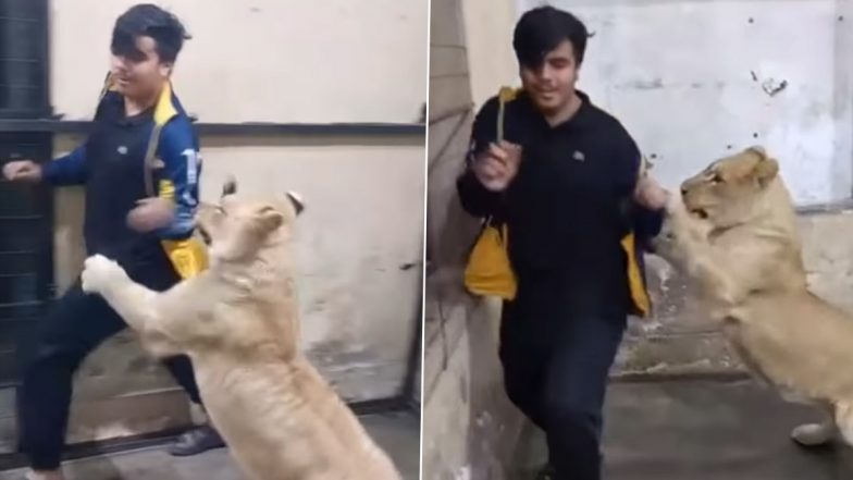 Viral Video: शेरनी के साथ शख्स को कमरे में किया गया बंद, खूंखार शिकारी से बचने के लिए यहां-वहां लगा दौड़ने